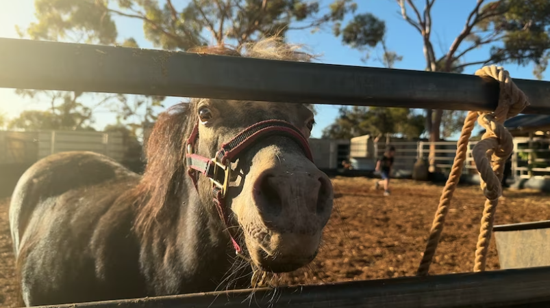 Parents turn to equine therapy for children with autism, ADHD as disability services wait times blow out