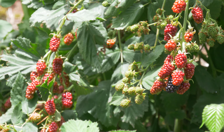 Berry farmer rejoices in 'best harvest on record' as rain brings welcome relief