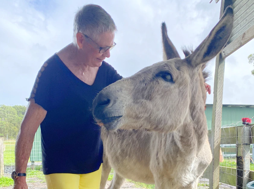 Sunshine Coast's blind donkey inspires kids' book, raising funds for Happily Heifer After Sanctuary