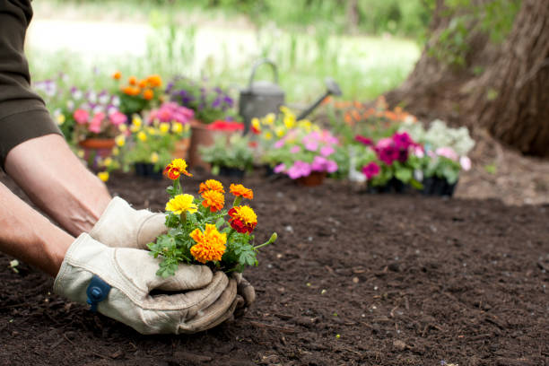 The NDIS And The Ausnew Gardening Services
